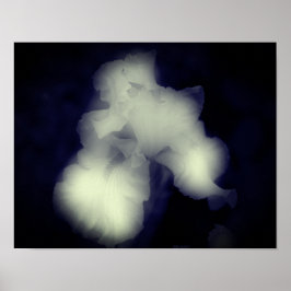 Bearded Iris Black and White High Contrast Poster
