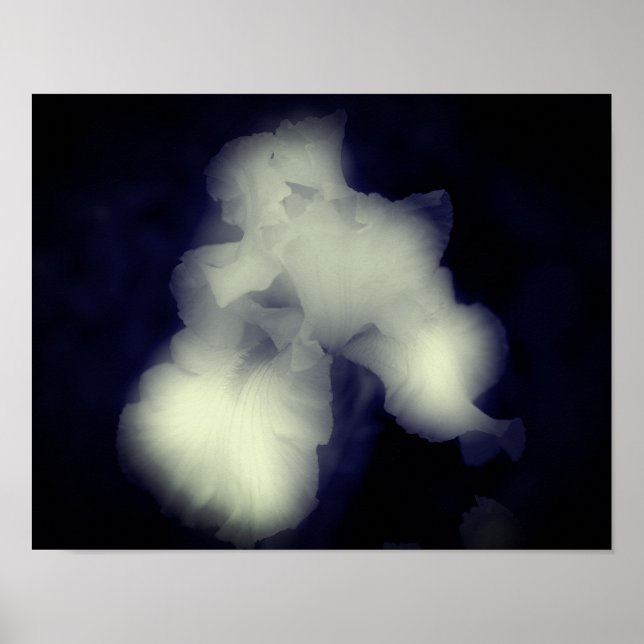 Bearded Iris Black and White High Contrast Poster (Framsidan)