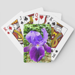 Bearded Iris Casinokort