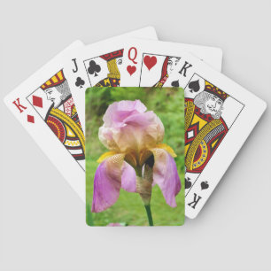 Bearded Iris Casinokort