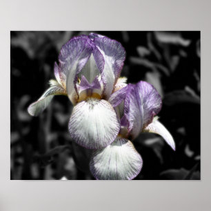 Bearded Iris Flower Pair Partial Färg Poster