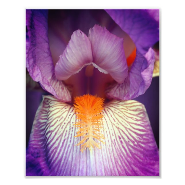 Bearded Iris Flower Petal Close 8 x10 Fototryck (Framsidan)