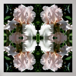Bearded Iris Flower Up Close Abstrakt Poster