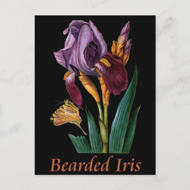 Bearded Iris Flower Vykort (Framsida)
