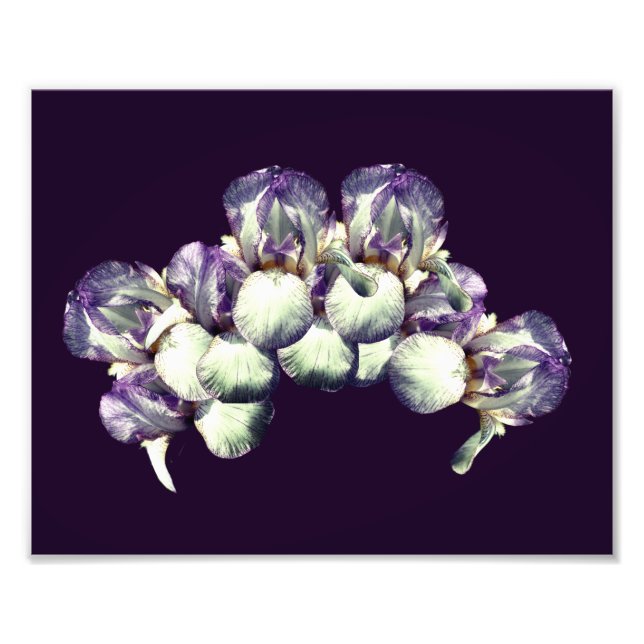 Bearded Iris Flowers Bouquet 8x10 Fototryck (Framsidan)