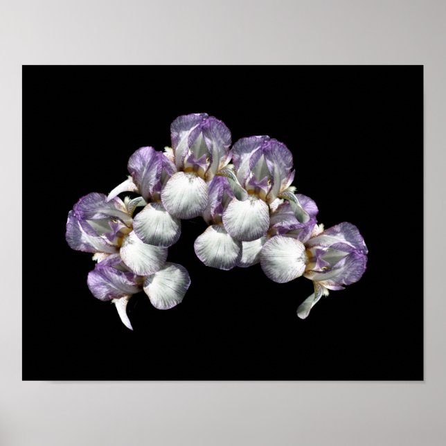 Bearded Iris Flowers Bouquet Poster (Framsidan)