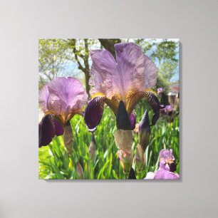 Bearded Iris Flowers Canvastryck