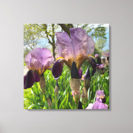 Bearded Iris Flowers Canvastryck