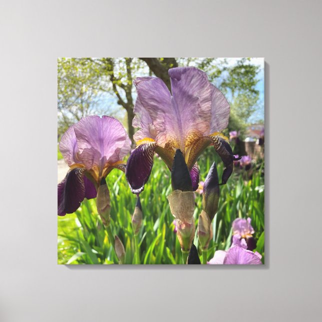 Bearded Iris Flowers Canvastryck (Framsida)