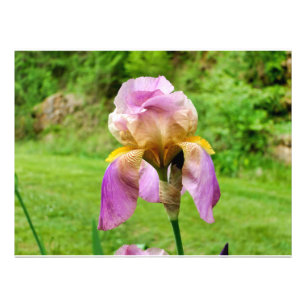 Bearded Iris Fototryck