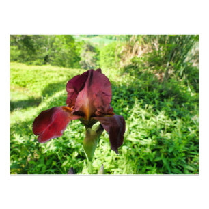 Bearded Iris Fototryck