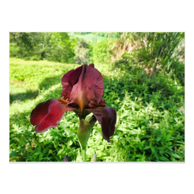 Bearded Iris Fototryck (Framsidan)