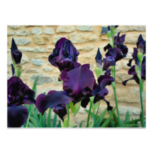 Bearded Iris Fototryck