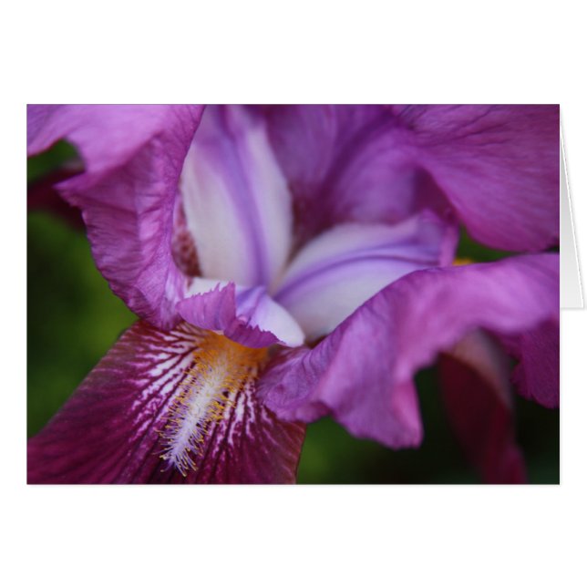 Bearded Iris Hälsningskort (Framsidan Horizontal)