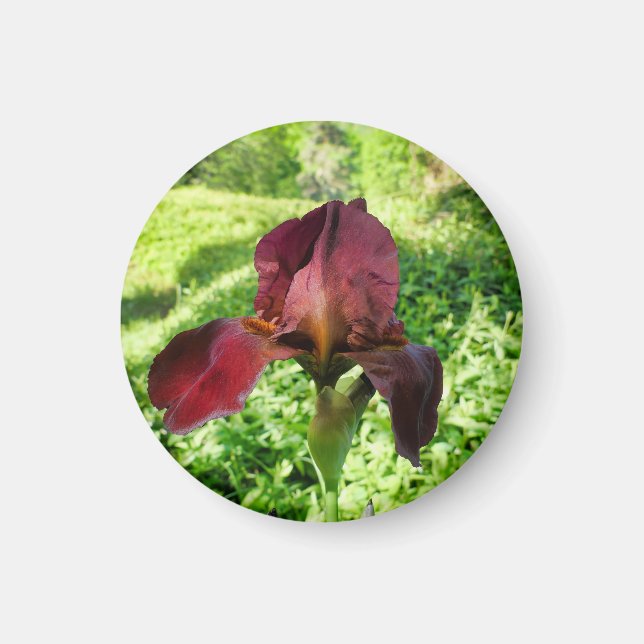 Bearded Iris Magnet (Framsidan)