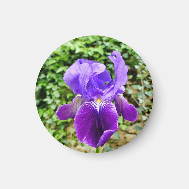 Bearded Iris Magnet (Framsidan)