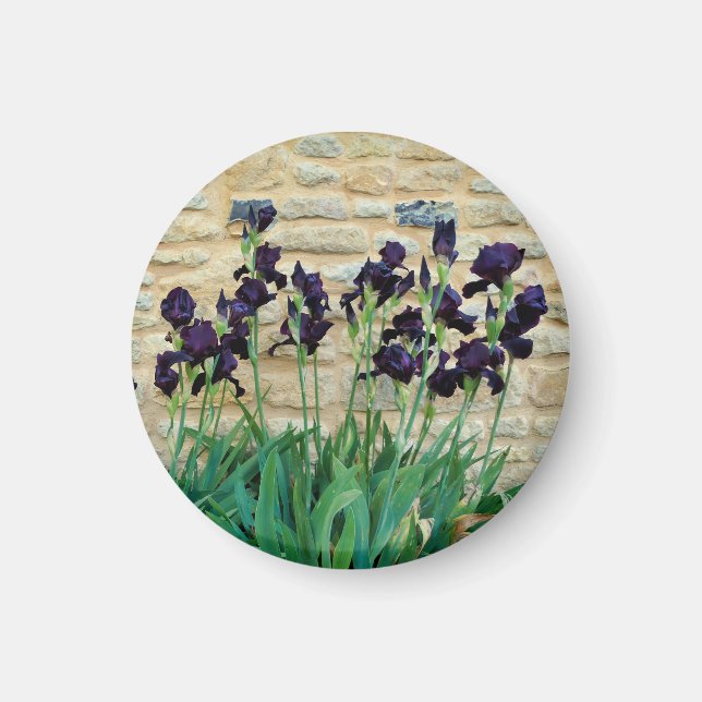 Bearded Iris Magnet (Framsidan)