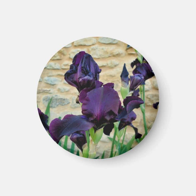 Bearded Iris Magnet (Framsidan)