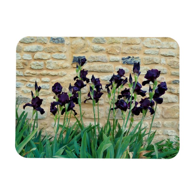 Bearded Iris Magnet (Horisontell)