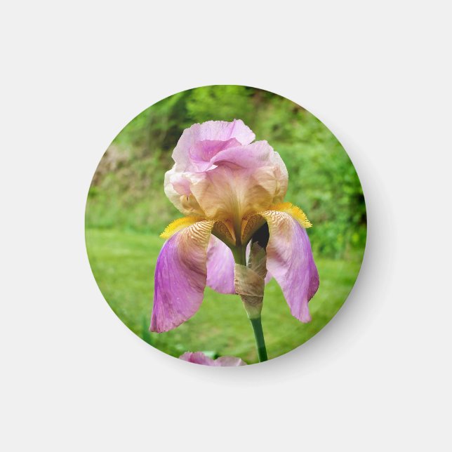 Bearded Iris Magnet (Framsidan)