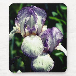 Bearded Iris Pair Flower Musmatta