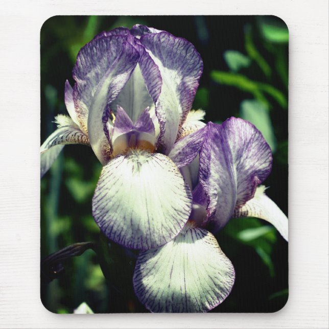 Bearded Iris Pair Flower Musmatta (Framsidan)