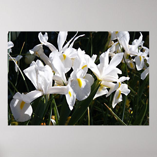 Bearded Iris Poster (Framsidan)