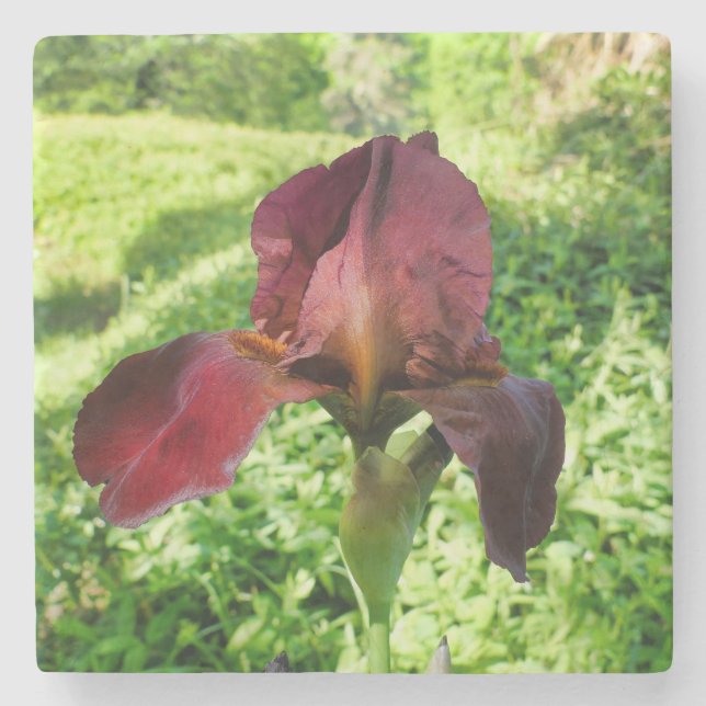 Bearded Iris Stenunderlägg (Framsidan)