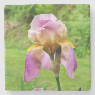 Bearded Iris Stenunderlägg