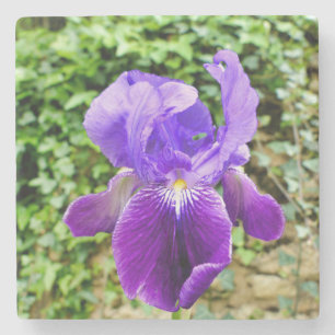 Bearded Iris Stenunderlägg