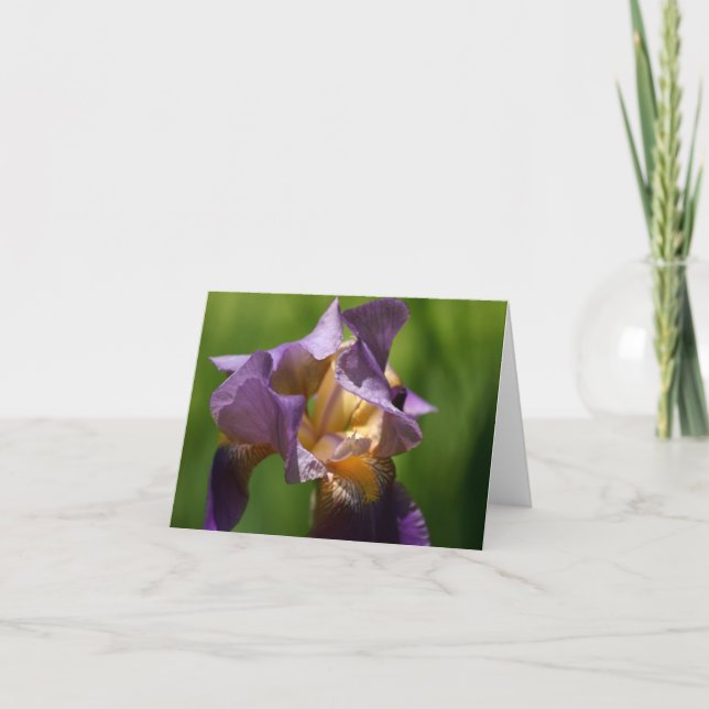 Bearded Iris Tack Kort (Framsida)