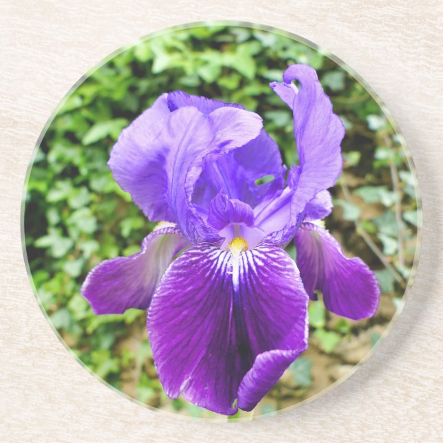 Bearded Iris Underlägg (Framsidan)