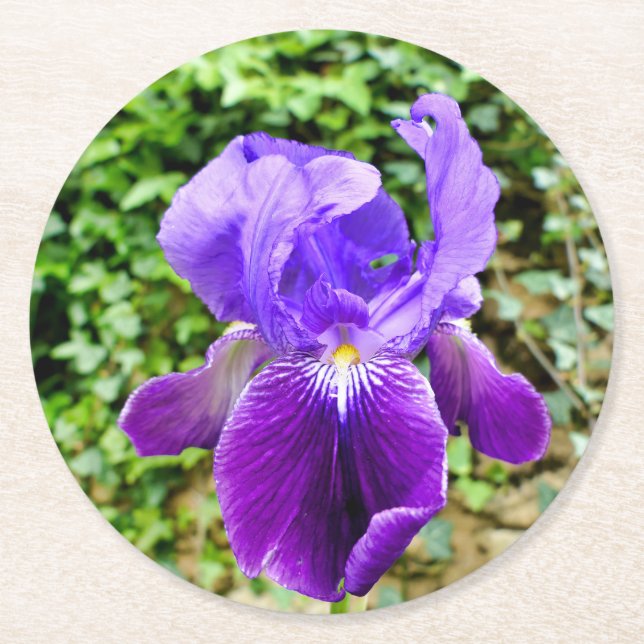 Bearded Iris Underlägg Papper Rund (Framsidan)