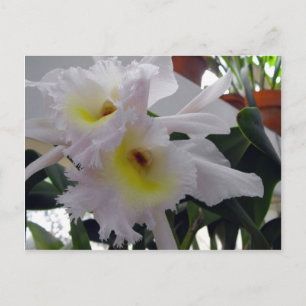 Bearded Iris Vykort