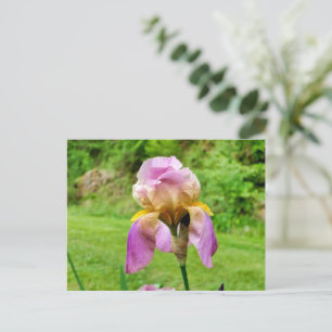 Bearded Iris Vykort