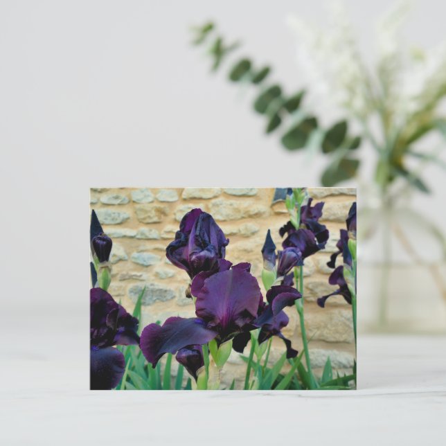 Bearded Iris Vykort (Stående Fram)