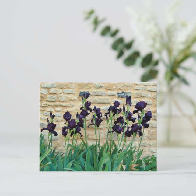 Bearded Iris Vykort (Stående Fram)