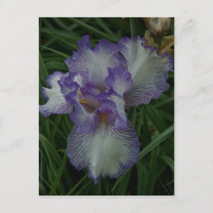 Bearded Iris Vykort