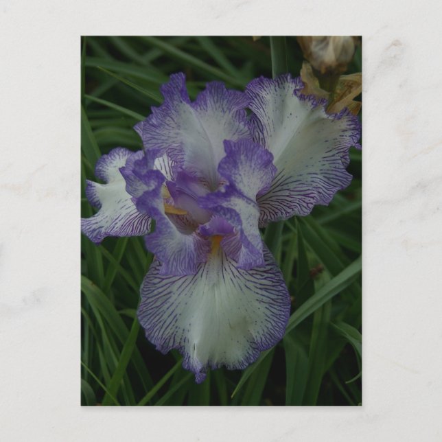 Bearded Iris Vykort (Framsida)