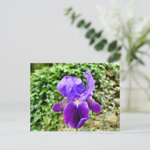 Bearded Iris Vykort