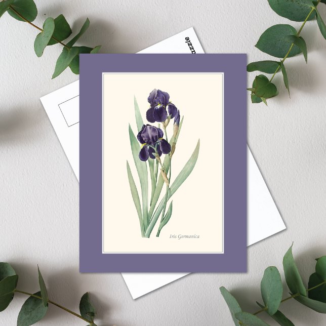 Bearded Lila Iris Botanical Redoute Vykort (Skapare uppladdad)