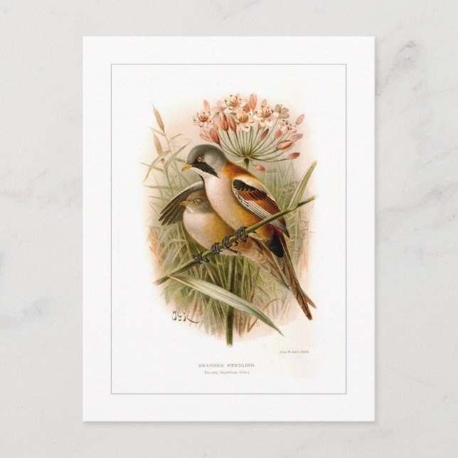 Bearded Reedling Vykort (Framsida)