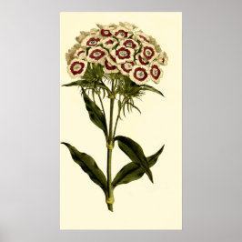 Bearded Rosa eller Sweet William Poster