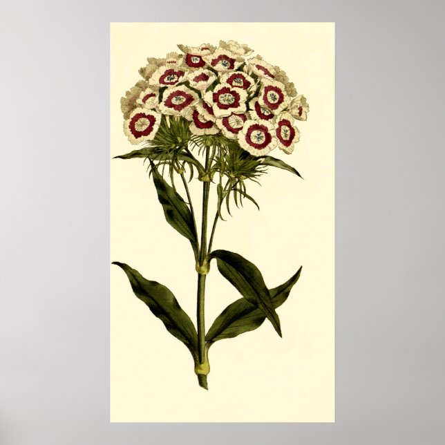 Bearded Rosa eller Sweet William Poster (Framsidan)