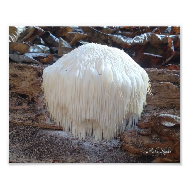 Bearded Toth Fungus Fototryck (Framsidan)