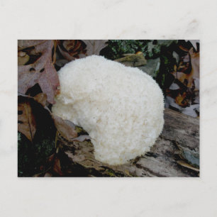 Bearded Toth (Hericium erinaceus) vykort