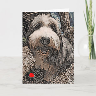 Beardie Grattis på födelsedagen Card Kort