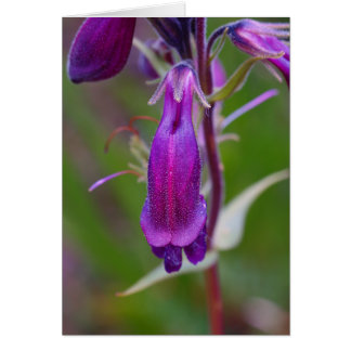 Beards Tunga.Stort smör Hälsningskort