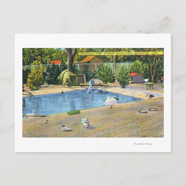 Beardsley Park View of Waterbird Vykort (Framsida)