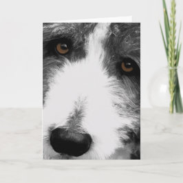 Beared Collie Ögon Greeting Card Kort